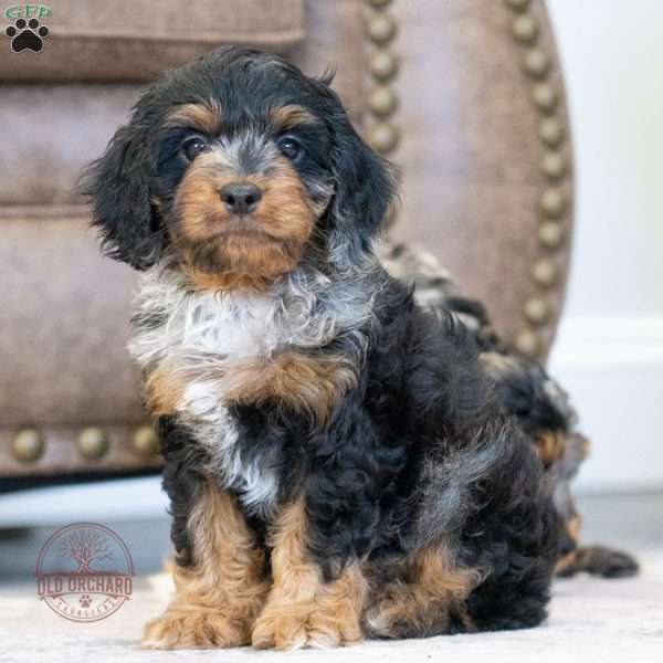 Karl, Cavapoo Puppy