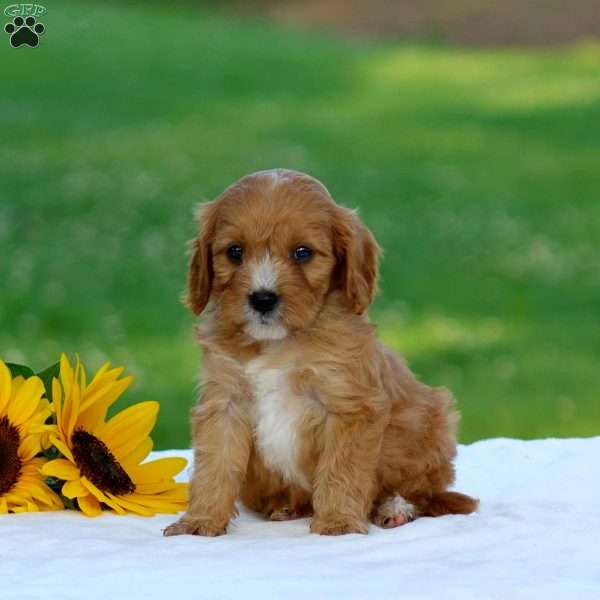 Marc, Cavapoo Puppy