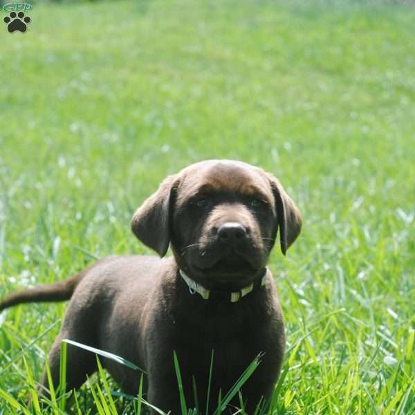 John, Chocolate Labrador Retriever Puppy