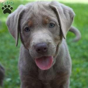 Mac, Silver Labrador Retriever Puppy