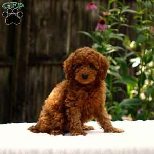 Drew, Toy Poodle Puppy