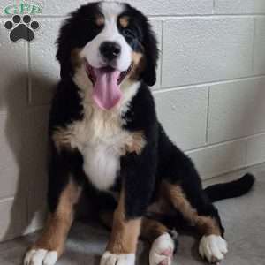 Harlow, Bernese Mountain Dog Puppy