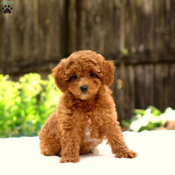 Danielle, Toy Poodle Puppy