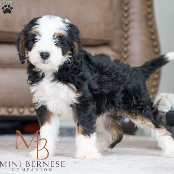 Bobby, Mini Bernedoodle Puppy