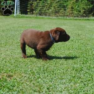 Louisa, Chocolate Labrador Retriever Puppy