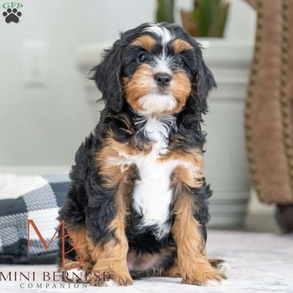 Birdie, Mini Bernedoodle Puppy