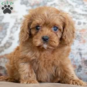 Luna, Cavapoo Puppy