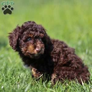 Lando, Cavapoo Puppy