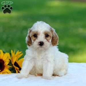 Malcolm, Cavapoo Puppy