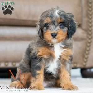 Britt, Mini Bernedoodle Puppy