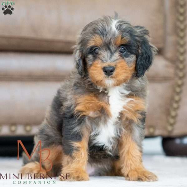 Britt, Mini Bernedoodle Puppy