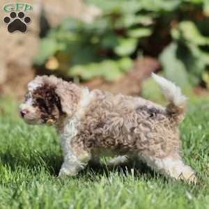 Lex, Cavapoo Puppy