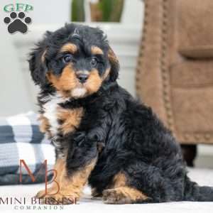 Bradly, Mini Bernedoodle Puppy