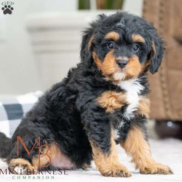 Bradly, Mini Bernedoodle Puppy