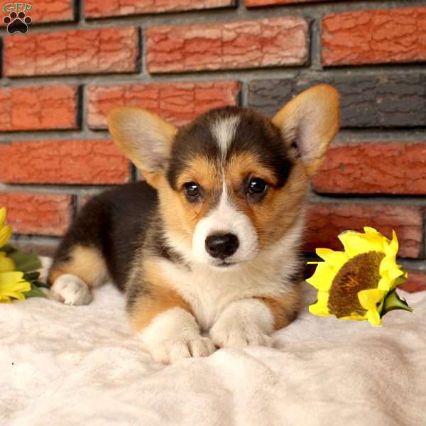 Sunshine, Pembroke Welsh Corgi Puppy