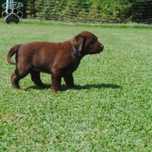 Louisa, Chocolate Labrador Retriever Puppy