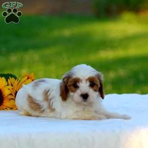 Max, Cavapoo Puppy