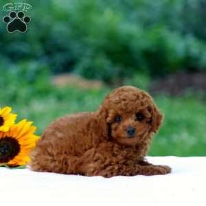 Brittany, Miniature Poodle Puppy