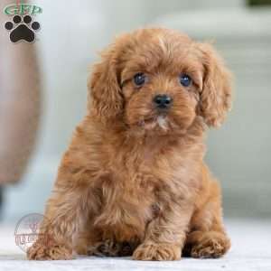 Luna, Cavapoo Puppy