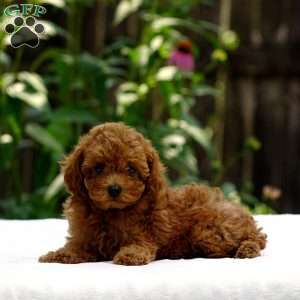 Daisy, Toy Poodle Puppy