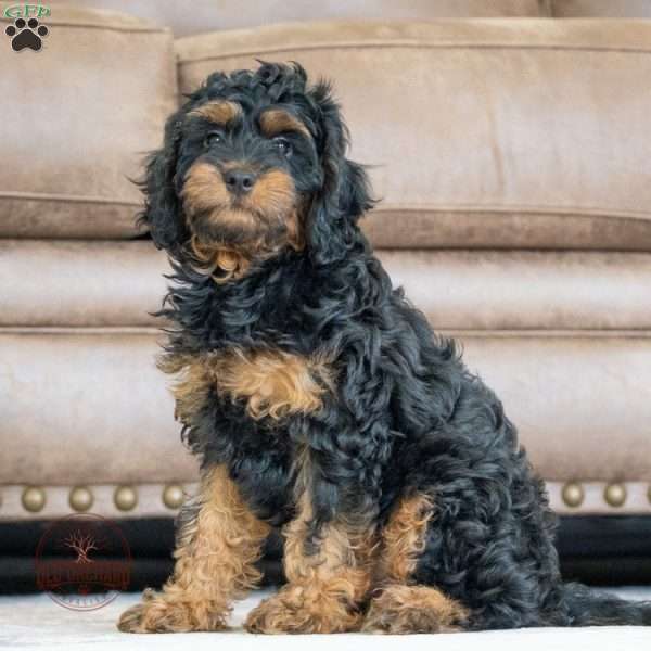 Mario, Cavapoo Puppy