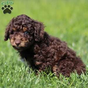 Lando, Cavapoo Puppy