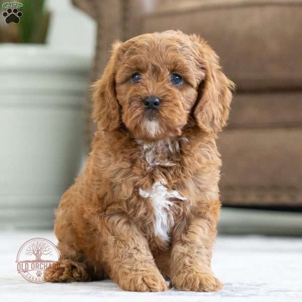 Harley, Cavapoo Puppy