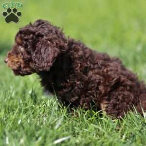 Lando, Cavapoo Puppy