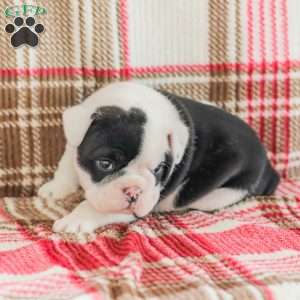 Jessica, American Bulldog Puppy