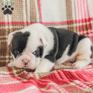 Jessica, American Bulldog Puppy