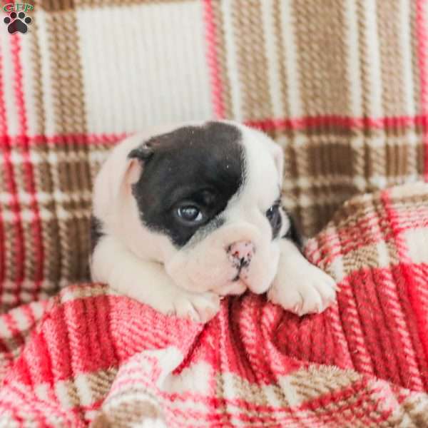 Jessica, American Bulldog Puppy