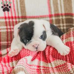 Jessica, American Bulldog Puppy