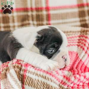 Jessica, American Bulldog Puppy