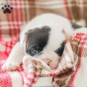 Jessica, American Bulldog Puppy