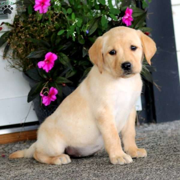 Abagail, Yellow Labrador Retriever Puppy