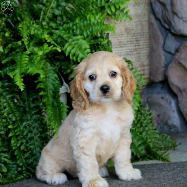 Abagail, Cocker Spaniel Puppy
