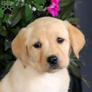Abagail, Yellow Labrador Retriever Puppy