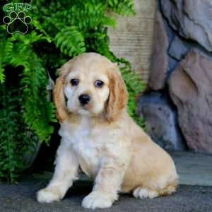 Abagail, Cocker Spaniel Puppy