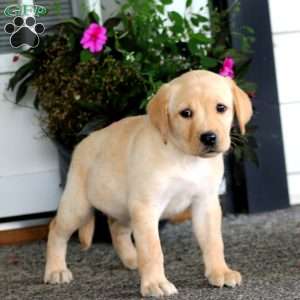 Abagail, Yellow Labrador Retriever Puppy