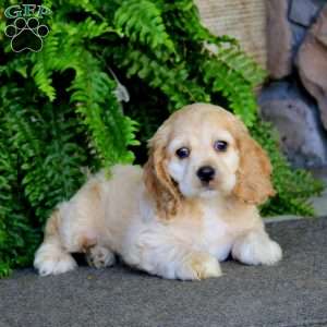 Abagail, Cocker Spaniel Puppy