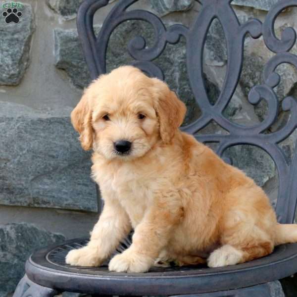 Abby, Mini Goldendoodle Puppy