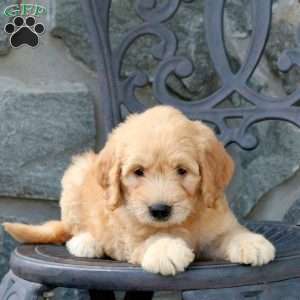 Abby, Mini Goldendoodle Puppy