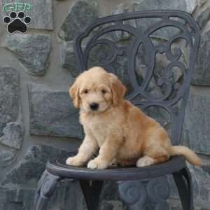 Abby, Mini Goldendoodle Puppy