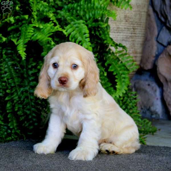 Abby, Cocker Spaniel Puppy