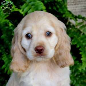Abby, Cocker Spaniel Puppy