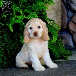 Abby, Cocker Spaniel Puppy
