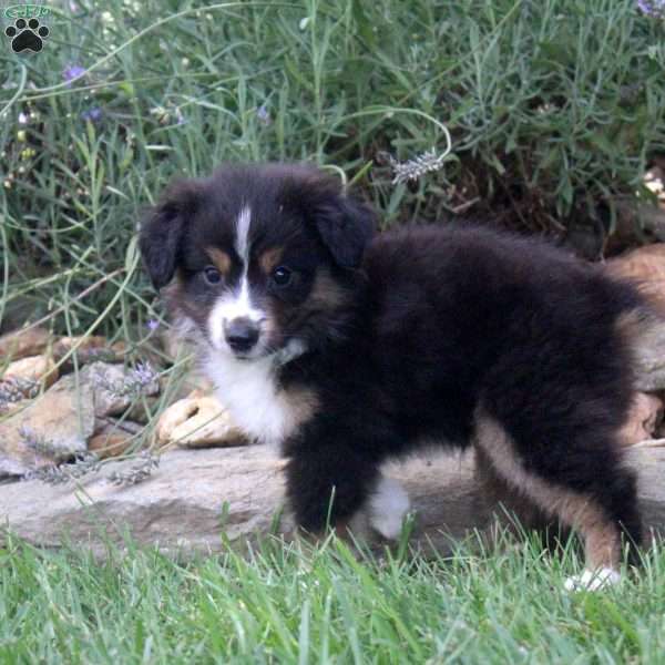 Abe, Miniature Australian Shepherd Puppy