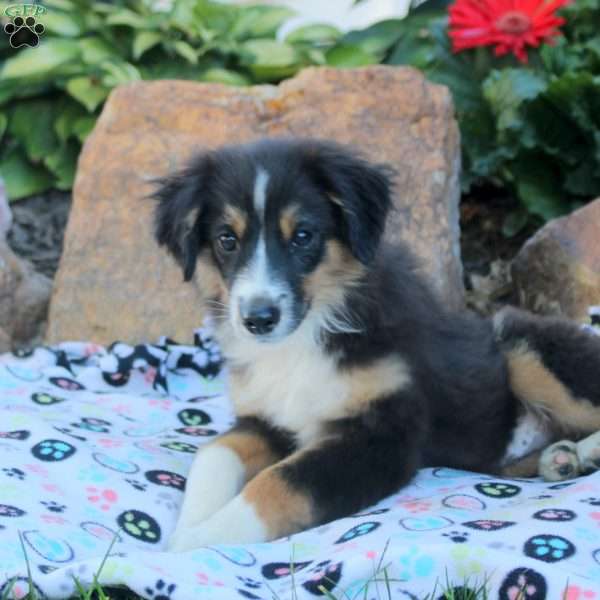 Abe, Miniature Australian Shepherd Puppy