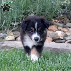 Abe, Miniature Australian Shepherd Puppy