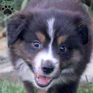 Abe, Miniature Australian Shepherd Puppy